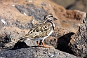 stenvender IMG_3882